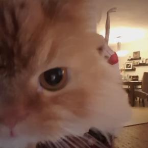 目の前でベリーダンスを踊られた猫、不満の矛先カメラに向ける