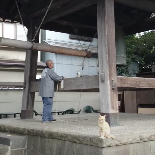 時告げる鐘の音のもと猫は佇む、冴えた響きに目を細めつつ