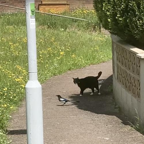 正真正銘「だるまさんがころんだ」してる猫、鳥に追われて知らぬ間に