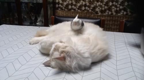インコ用ウオーターベッドを演じる猫、顔を踏まれて飛び起きる