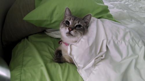 お布団を自ら被ってドヤ顔の猫、とうちゃんあたし独りでできたよ