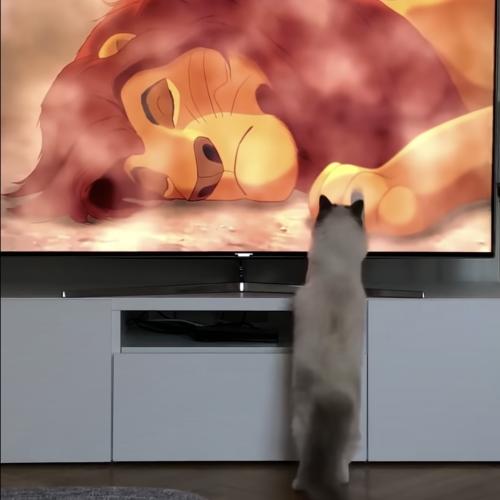 ライオンのアニメを見る猫立ち上がり、斃れた王の手に手を当てる
