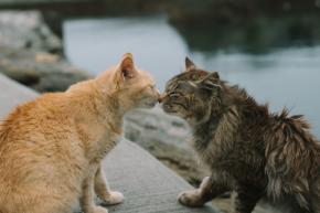 本日の美人猫vol.478
