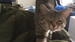 おなか空いた？を絶対に聞き逃さない猫、溢るる思いを鳴き声に乗せ