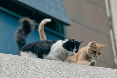 本日の美人猫vol.637