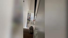 真剣勝負のだるまさんがころんだ、猫は忍ぶよ階段上って