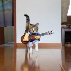 なりきった猫のコスプレ七変化、ナースに兵士に船乗りにもなり
