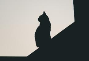 本日の美人猫vol.641