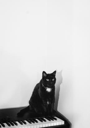 本日の美人猫vol.642