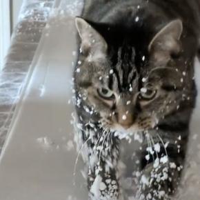 季節外れの雪化粧の猫、発泡スチロールで爪を研ぎ研ぎ