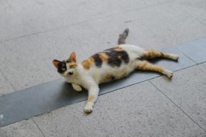 本日の美人猫vol.643