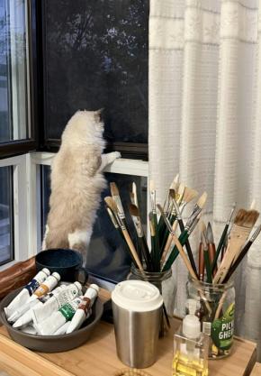 本日の美人猫vol.646