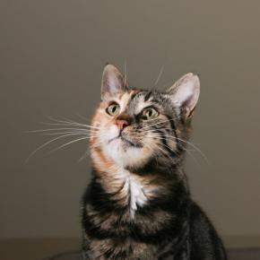 本日の美人猫vol.647