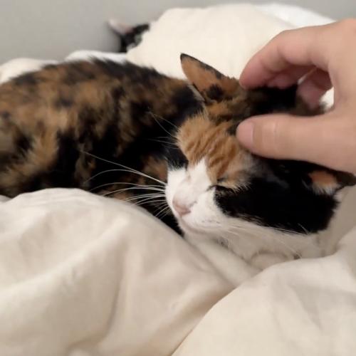 飼い主はつらいよ涙の多頭飼い編、頭を撫でる順序も気遣う