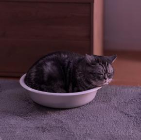 本日の美人猫vol.648