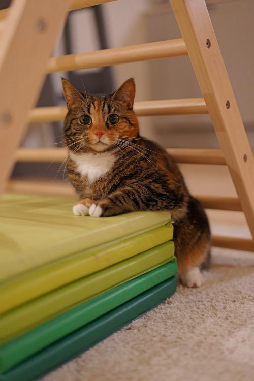 本日の美人猫vol.652