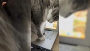 BPM早めのジャンベ連打音、猫は奏でるその肉球で