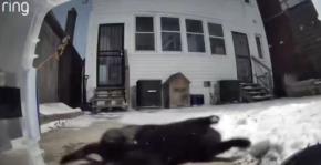 玄関に撒きに撒いたりイヌハッカ、代わる代わるに猫はよろこぶ