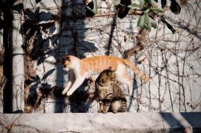 本日の美人猫vol.661