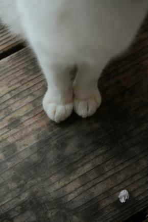 本日の美人猫vol.667
