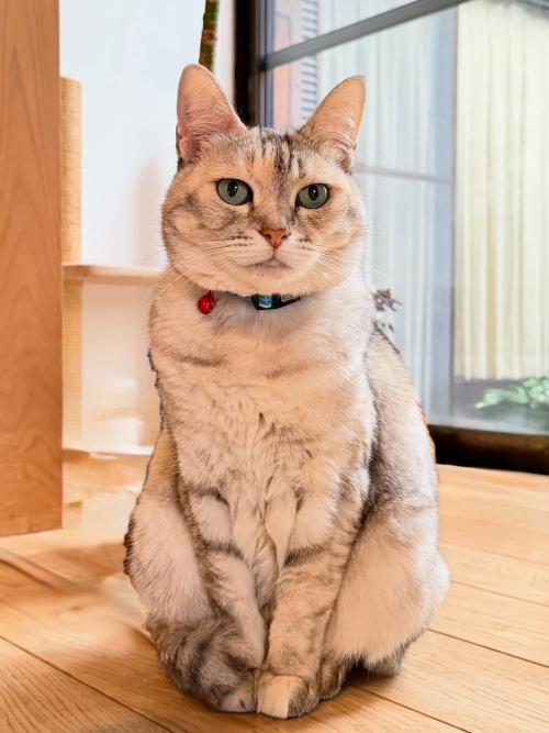 猫とはたらくvol.06