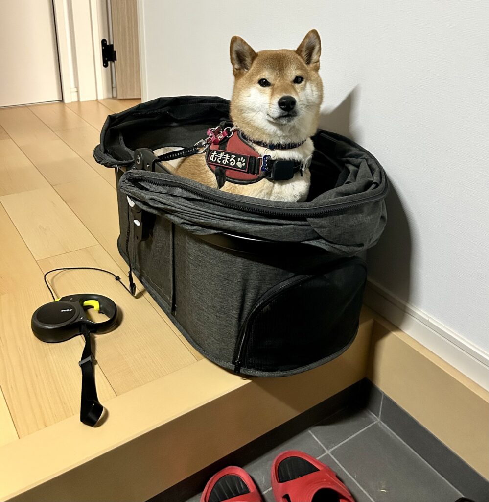 「そこそこ！そこにあるよ！」とツッコミたくなるワンちゃんの姿に13.2万いいね！