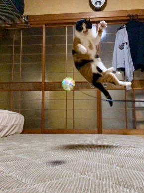 尻尾の手入れをするネコちゃんが可愛すぎる！見ているだけで癒される動画に3万いいね！