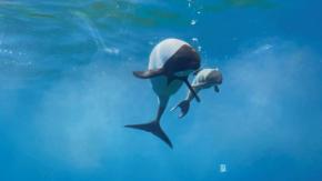 夏の思い出に！動物園＆水族館の“今年の赤ちゃん”に会いに行こう