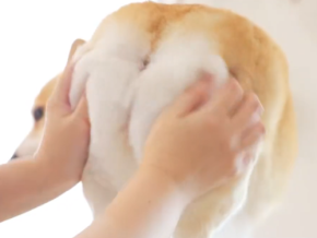 もちもちのお尻に癒されちゃう！ワンちゃんのキュートな動画が話題に