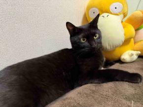 海老天を咥えるネコちゃんが話題！何とも言えないその可愛い姿に2.9万いいね！