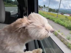 元の可愛いお顔はどこへ！？強風を受けるワンちゃんの動画が話題