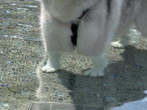 涼しそう～！と思っていたら、前足が面白いことになっていたワンちゃんが話題！