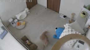 飼い主さんの声にダッシュするネコちゃんの姿が可愛い！話題の動画を紹介