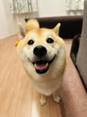 心が温まるワンちゃんとネコちゃんの画像が話題！飼い主さんが語る撮影エピソードとは？