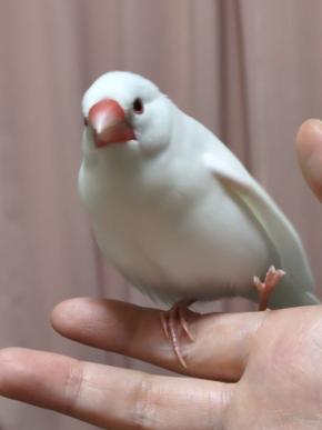 「こっちに向かってくる!」まるでミサイルのような突撃体勢の鳥さんに12.1 万いいね!