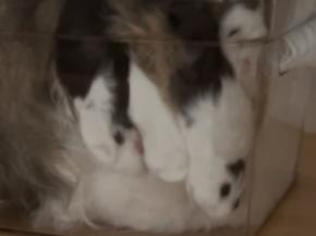 まさに“ネコは液体”!摩訶不思議な写真が話題