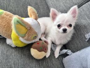 飼い主さんの袖をキュッ!そのまま寝ちゃったワンちゃんが話題