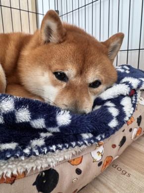 「気持ちよかったワン♪」満足げなワンちゃんの写真が話題