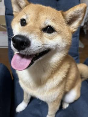 「どこで覚えたの?」ネコちゃんのように香箱座りするワンちゃんに注目!