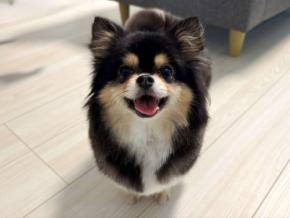 強風に耐えるワンちゃんのキュートなお顔が話題！