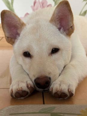 信頼の証……?飼い主さんがびっくりする場所にお尻を乗せたワンちゃんが話題