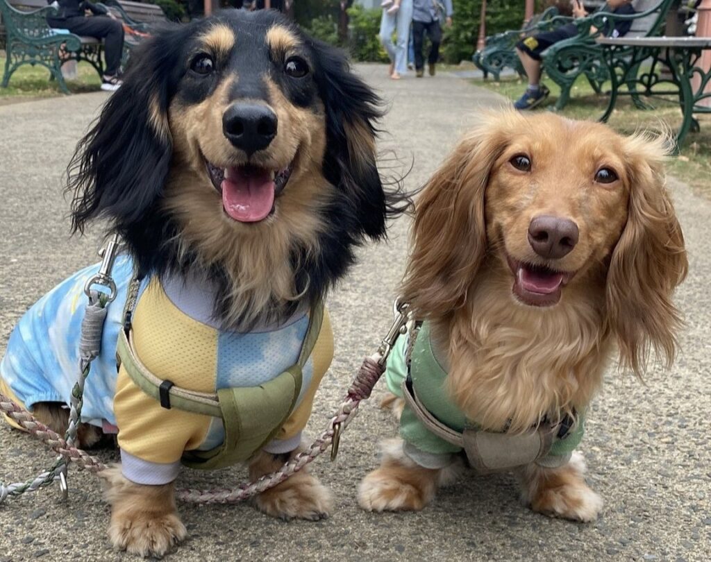 熾烈な奪い合いに思わずほっこり♡ワンちゃんたちの負けられない戦いが話題