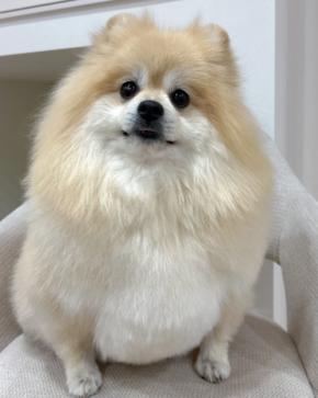 キュートなあるものと飛び出るあんよにキュン♡もふもふワンちゃんの写真が話題