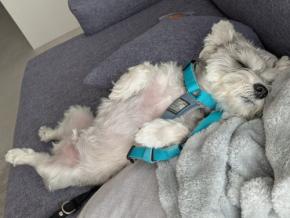 「今寝たら回避できるのでは?」散歩嫌いの犬の発想が可愛すぎた