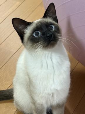 顔は口ほどにものをいう！？抱っこしてくれる人によって表情が全く違うネコちゃんが話題