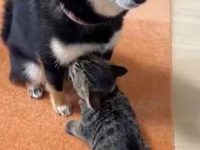 「お外の匂いチェックしますにゃ」と犬吸いするネコちゃんが可愛すぎる！話題の動画に胸キュン