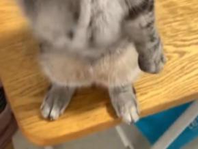 カメラ目線でおねだりするネコちゃんにハートをわしづかみにされちゃう♪キュートな手にも注目！