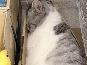 こんなところで寝ちゃう！？隙間にすっぽり収まるネコちゃんの姿に癒される