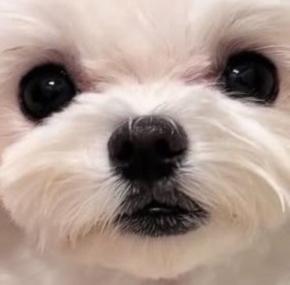 キュートな口元に注目♪ワンちゃんのたらこ唇が可愛すぎる!と話題
