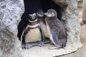 今しか見られない!今年生まれたばかりの水族館の赤ちゃん特集